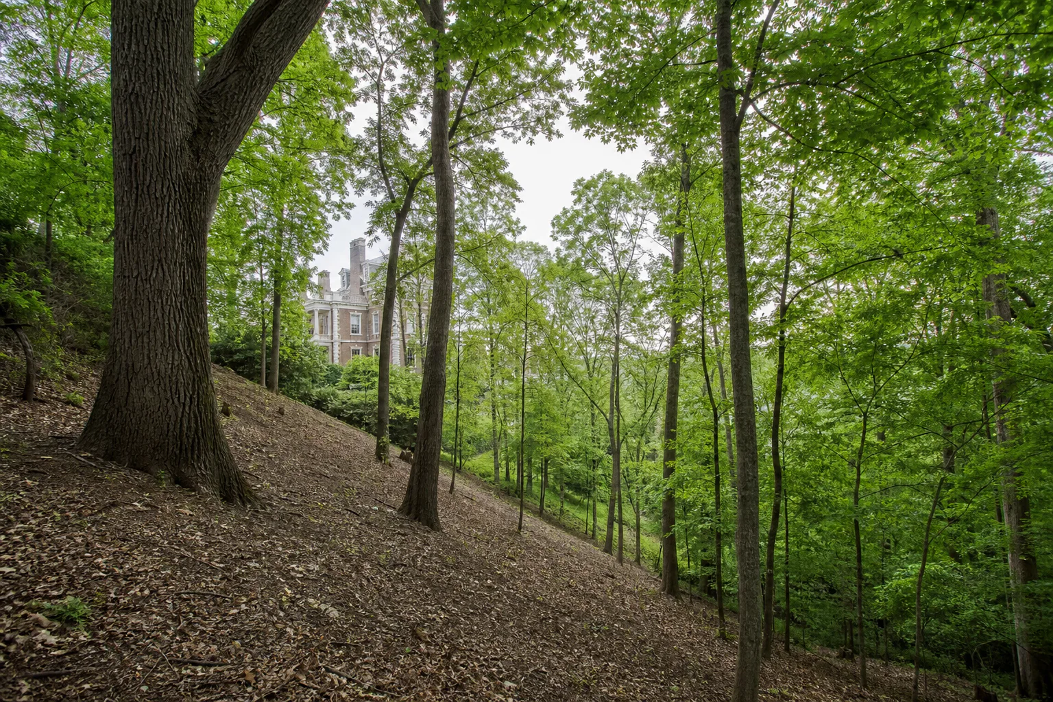 Wooded slope at the Anchorage estate before court construction