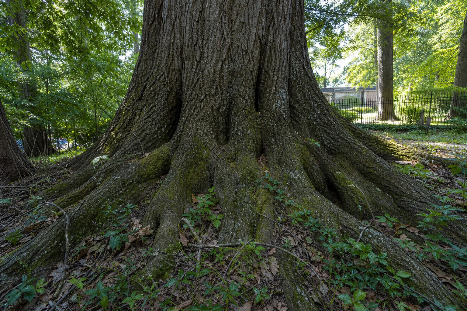 Mature oak root zone near the Anchorage court footprint