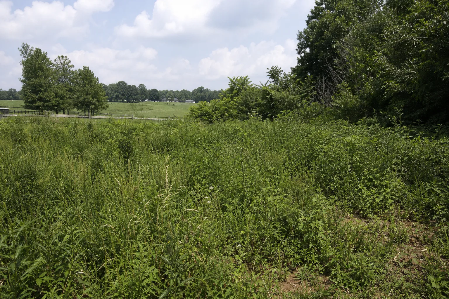 Overgrown area of a Woodford County farm before court construction