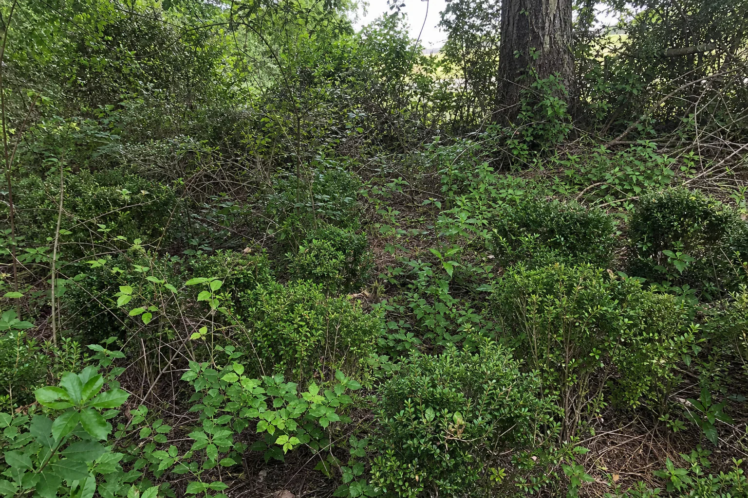 Dense brush and roots within the proposed farm-court area